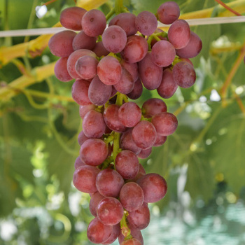 Fresh Red Crimson Grape Green Grape Export Quality from South Africa America Europe New Crop IQF