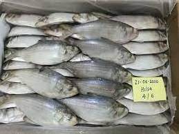 Frozen Shad Fish