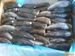 Frozen Bullet Tuna WR Bonito Tuna Frozen  Skipjack Fish