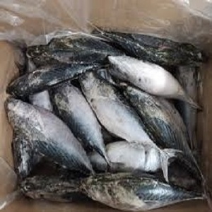 Frozen Bullet Tuna WR Bonito Tuna Frozen  Skipjack Fish