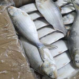 Frozen Shad Fish