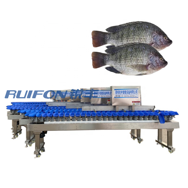 Food processing high precision automatic industrial sea cucumber weight sorting machine