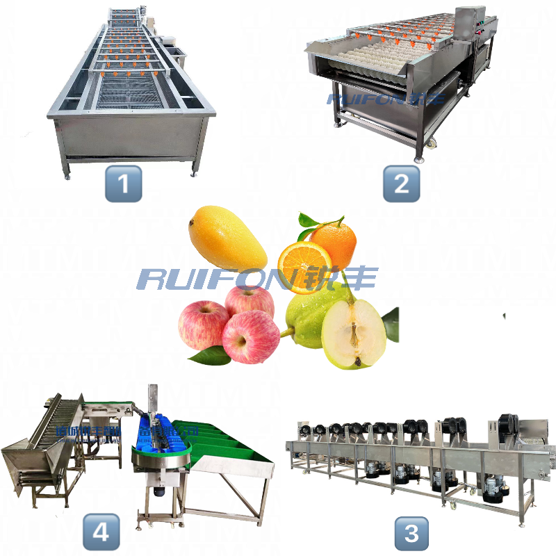 Automatic chicken leg fish sea cucumber weight sorting machine aquatic processing equipment