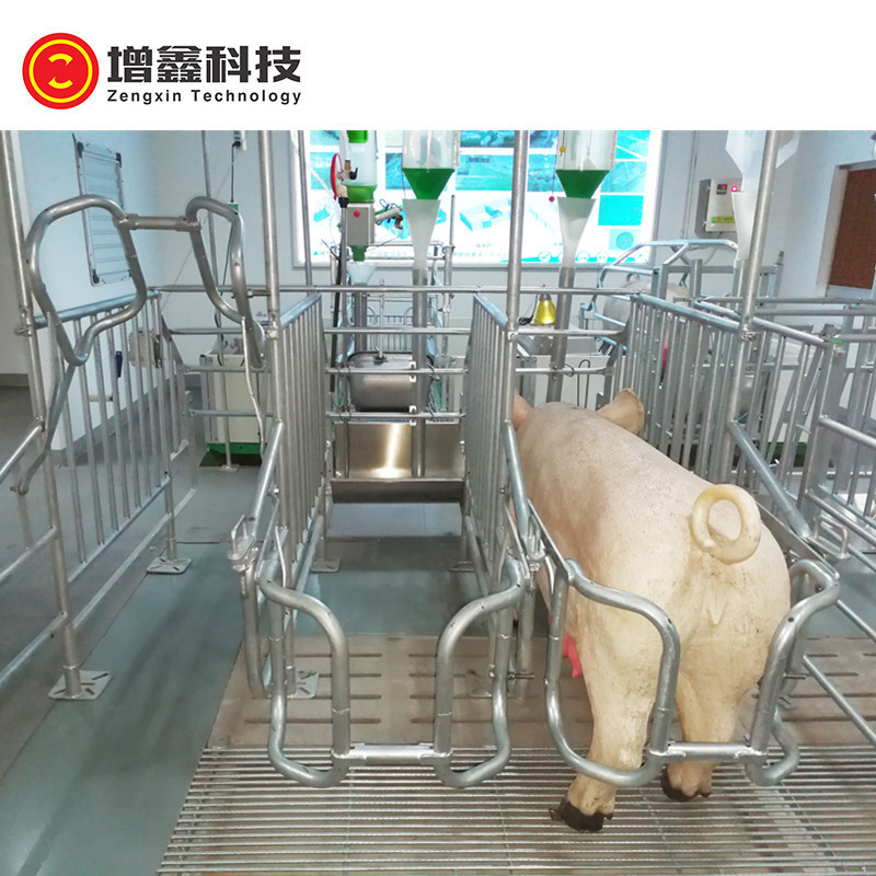 Hot Dip Galvanized Gestation Stall for Farming Best Price Gestation Pen  Sow Gestation Crate for Good Quality