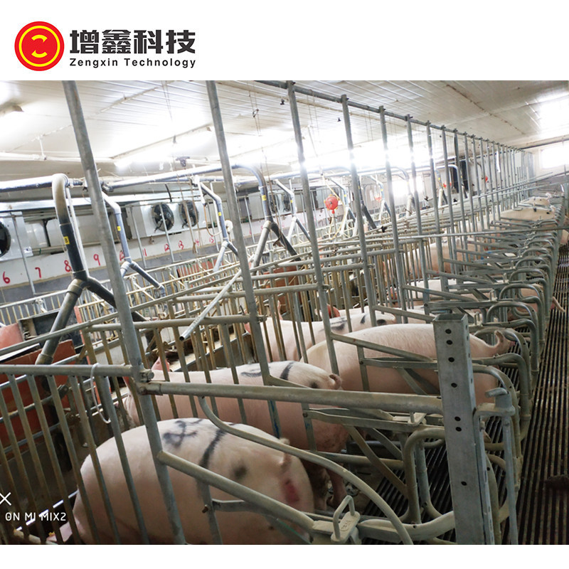 Hot Dip Galvanized Gestation Stall for Farming Best Price Gestation Pen  Sow Gestation Crate for Good Quality