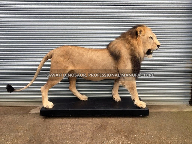 Top Quality Animatronic Animal Lion Animatronic Lion Animals Custom Lion Statue for Public Display