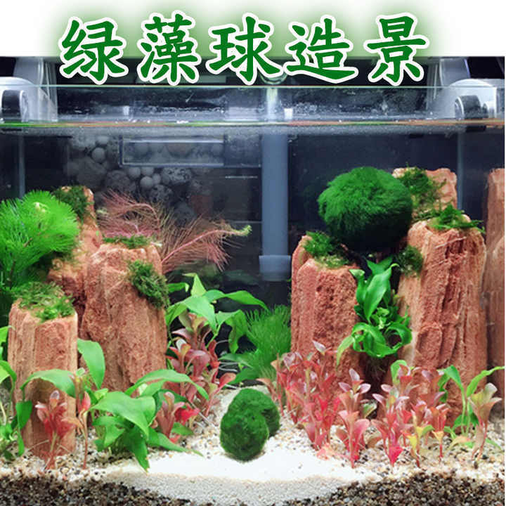 Real hot sale green marimo moss ceiling ball for indoor decor