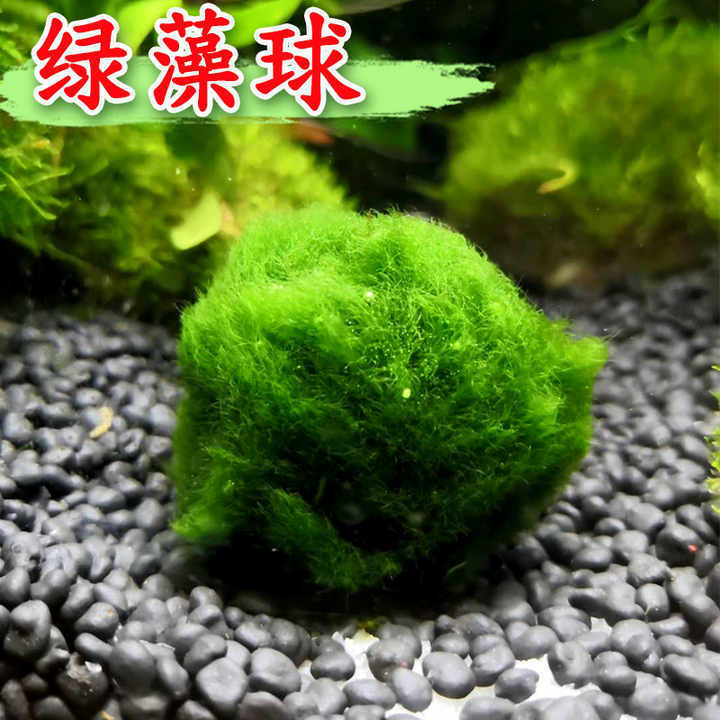 Real hot sale green marimo moss ceiling ball for indoor decor