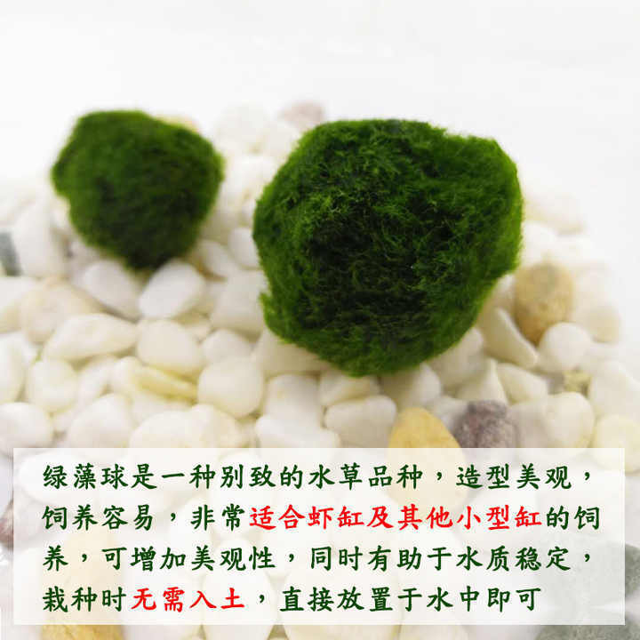 Real hot sale green marimo moss ceiling ball for indoor decor