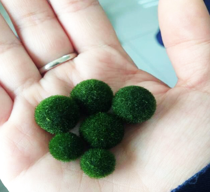 Real hot sale green marimo moss ceiling ball for indoor decor