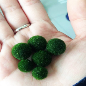 Real hot sale green marimo moss ceiling ball for indoor decor