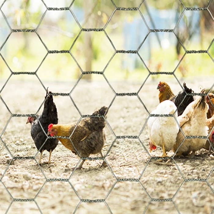 PVC Plastic Coated Poultry Netting Chicken Wire Mesh Hexagonal Wire Netting 3/4 Inches Fence for Chicken Coop