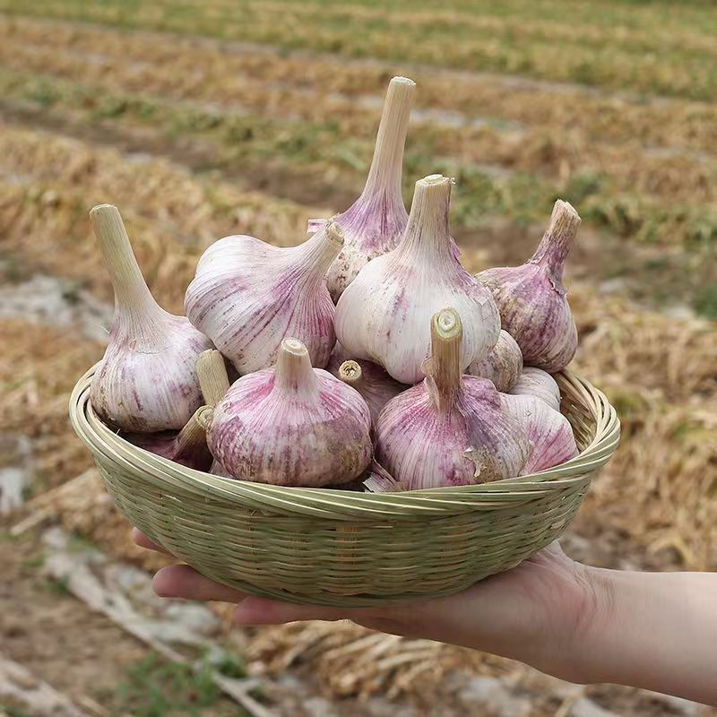 Wholesale Chinese garlic 2023 fresh vacuum peeled bulk garlic