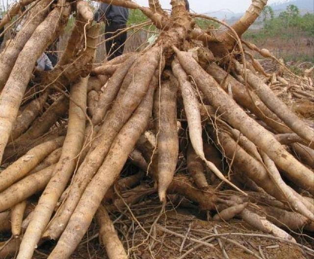 Hot sale fresh cassava high quality fresh cassava