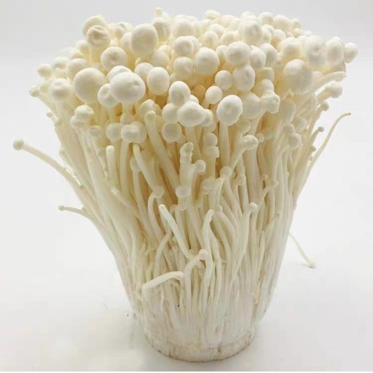 Enoki mushroom with factory supply high quality enoki mushroom