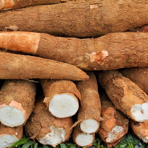 Hot sale fresh cassava high quality fresh cassava