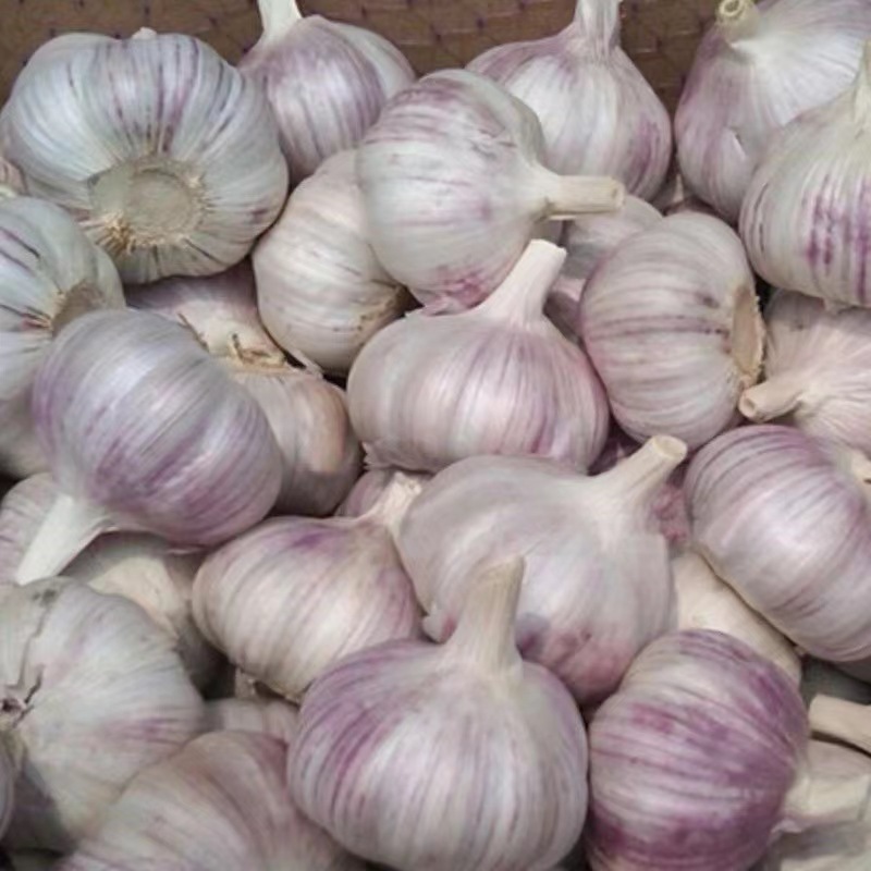 Wholesale Chinese garlic 2023 fresh vacuum peeled bulk garlic