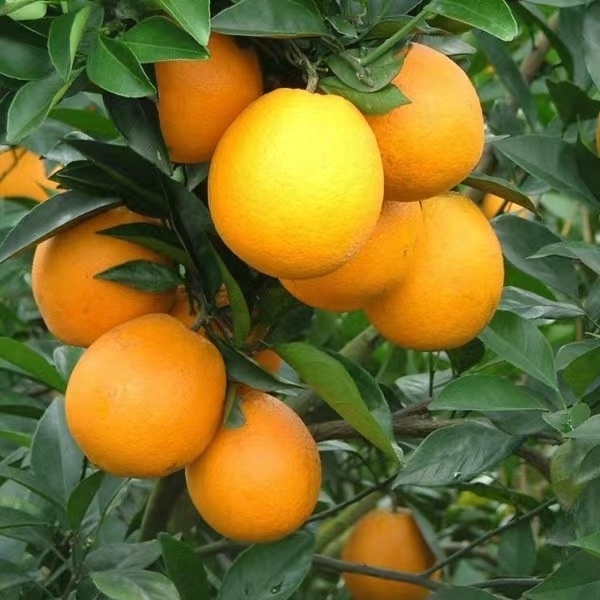 wholesale china fresh citrus fresh orange fresh sweet navel orange valencia orange