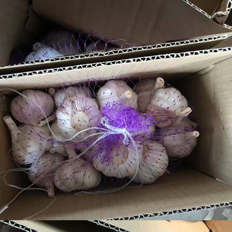 Wholesale Chinese garlic 2023 fresh vacuum peeled bulk garlic