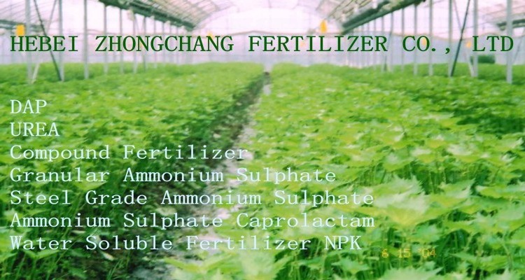 Compound Fertilizers NPK 12 12 17 S/Cl Fertilizer