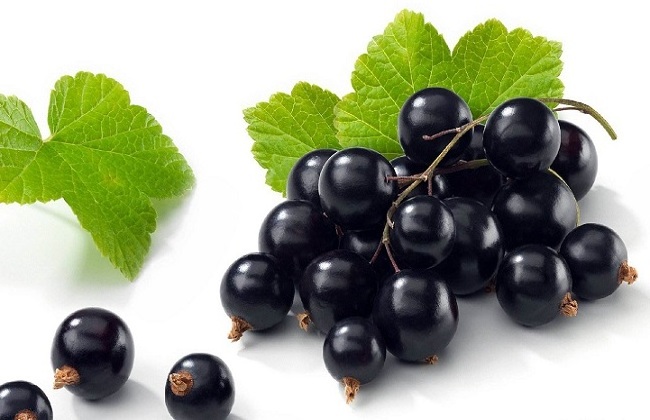 High Quality organic Cold Pressed Black Currant Seed Oil Pure Black Currant Seed Oil Black Currant Seed Essential Oil