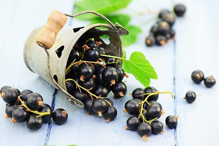 Wholesale 100% Pure And Natural Black currant seed Oil food grade carrier oil For Skin care, Hair, Lip and Nail Care bulk