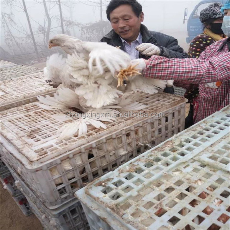 live chicken to transport cage plastic chicken transport cage pigeon broiler duck cage /crate