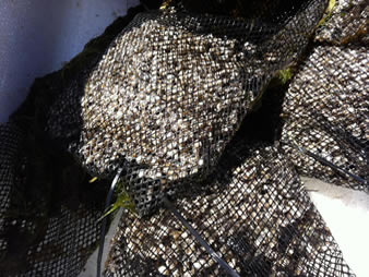 most popular float oyster mesh bag for aquaculture