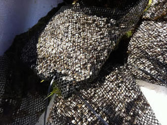 Floating OEM size oyster growing out mesh bags and cages