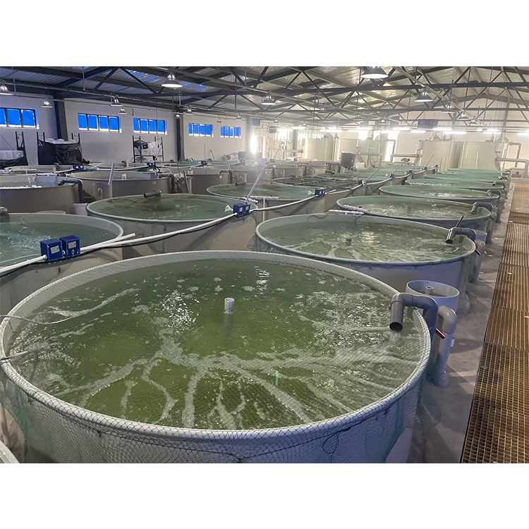 RAS Fish Farm System Aquaculture Fish Tank Fish Farming Equipment For Sale/ all in one RAS