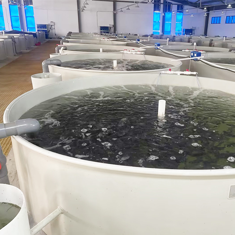 Gongo commercial fish farming ras system aquaculture for tilapia salmon fish farm/Salmon, Tilapia, Grouper Farming Equipment