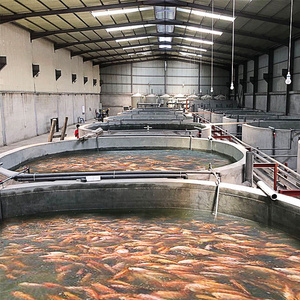 RAS indoor fish shrimp farming equipment,Ras indoor recirculating aquaculture system equipment,indoor fish farm for high density