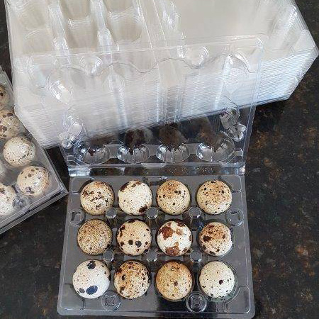 18 holes plastic quail egg carton