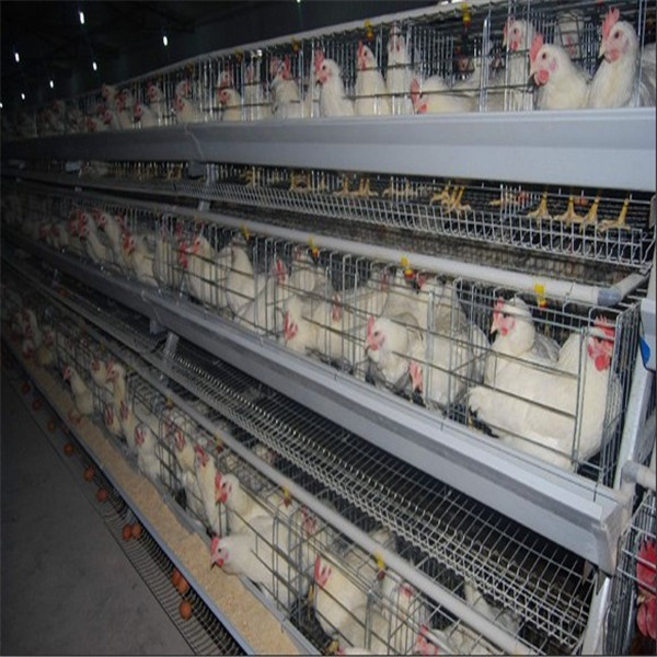 3 tiers x 5cells 120 chickens strong cage for poultry layer cage for sale made in china