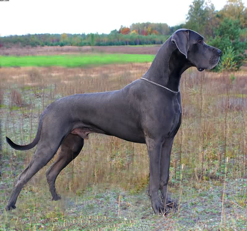 Hot Sale Garden Life Size Resin Animal Large Fiberglass Great Dane Dog Statue Chien Sculpture