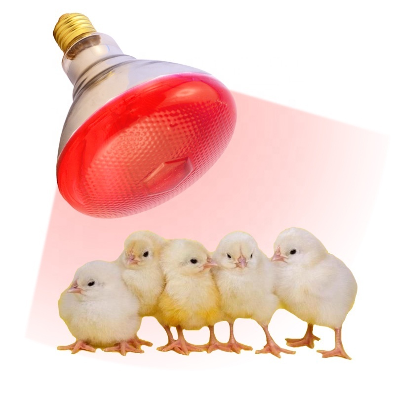 Best price infrared heating lamp 100w 150w 175w cheap warm light bulb infrared bulb prices for animals