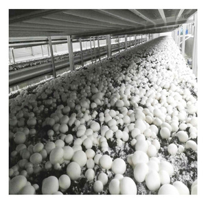 Hot products with cheap price  mushroom growing nets  for mushroom greenhouse modern farm