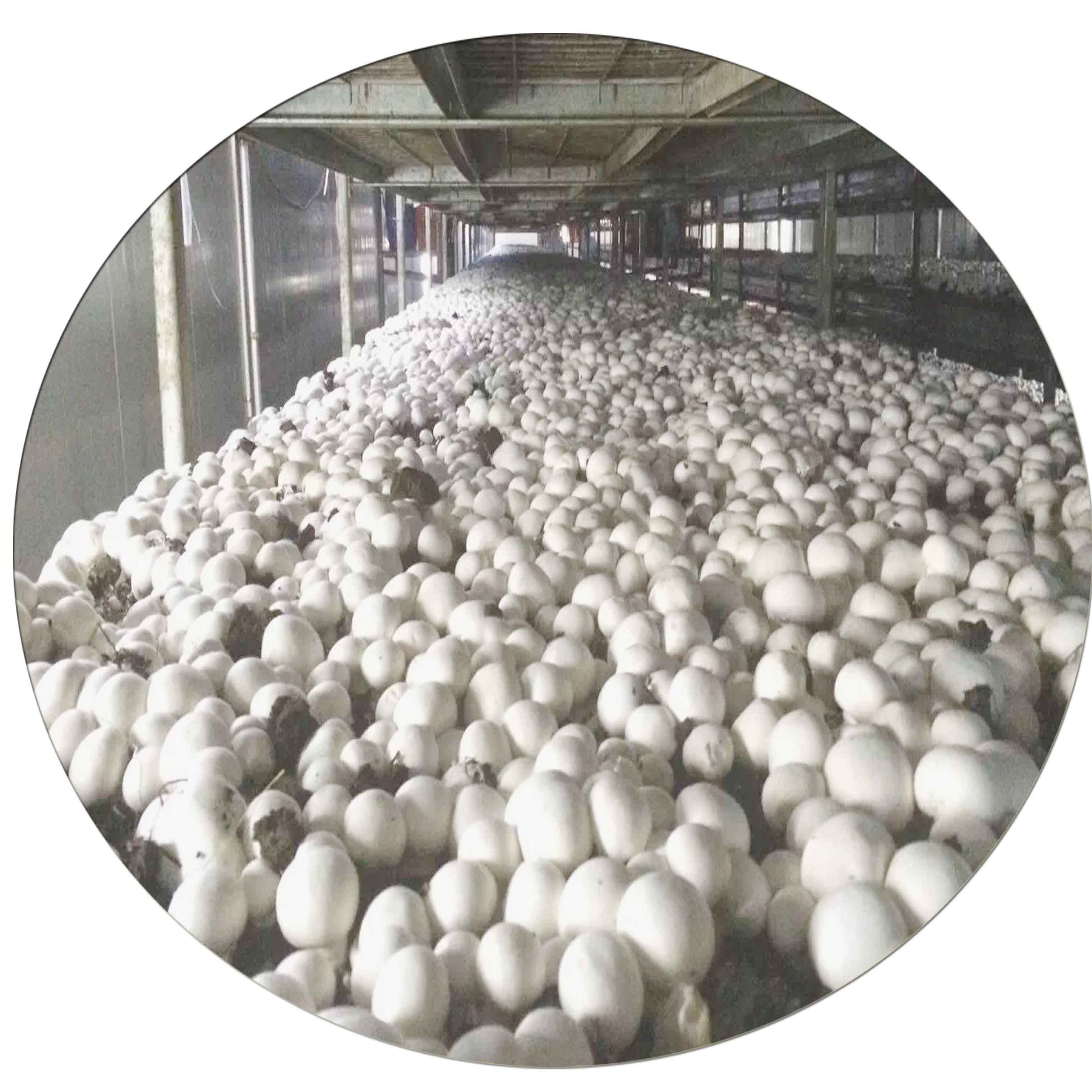 Hot products with cheap price  mushroom growing nets  for mushroom greenhouse modern farm