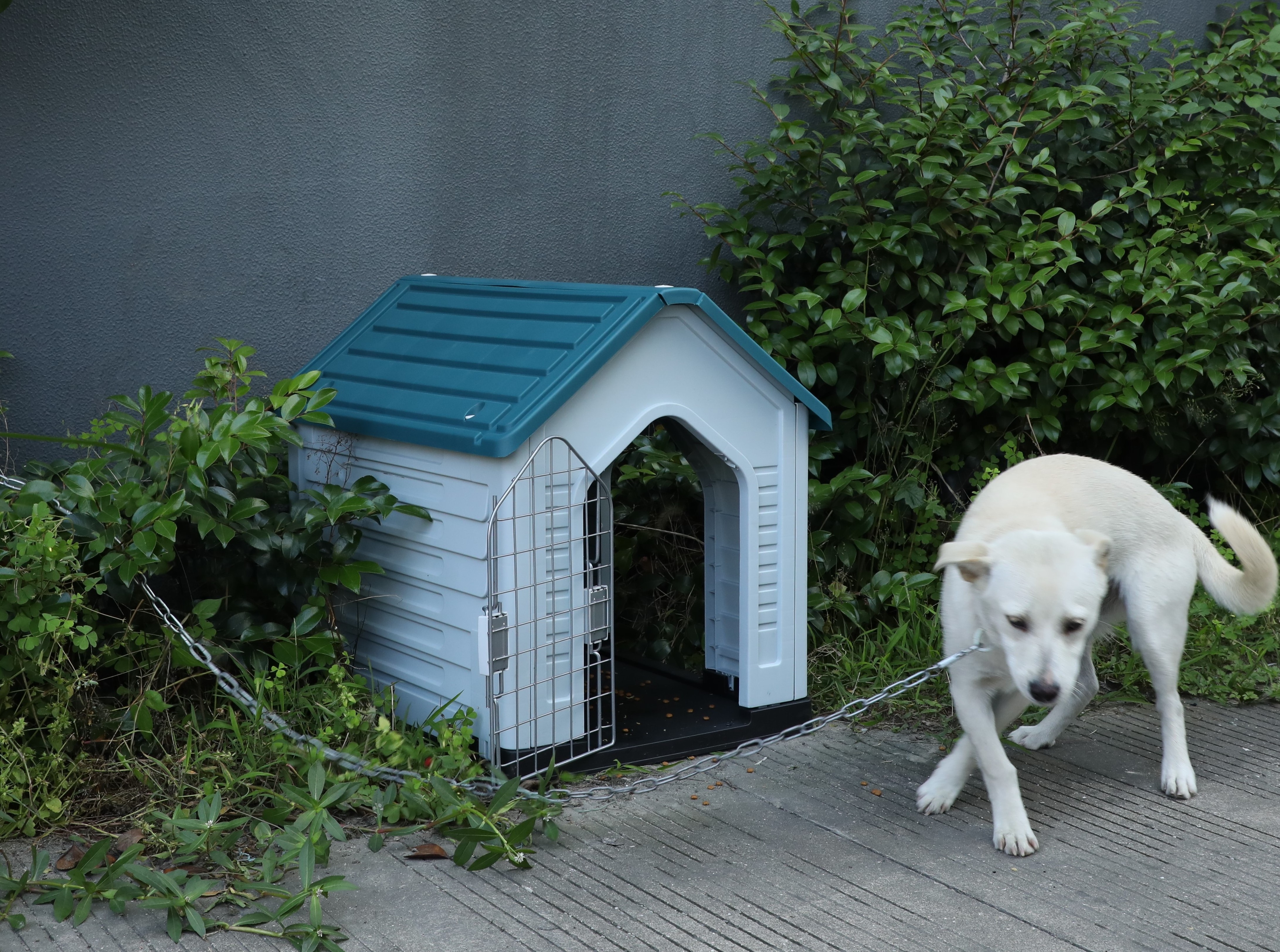 Factory new developed easy to install indoor outdoor plastic ventilation dog kennel house cage with four doors