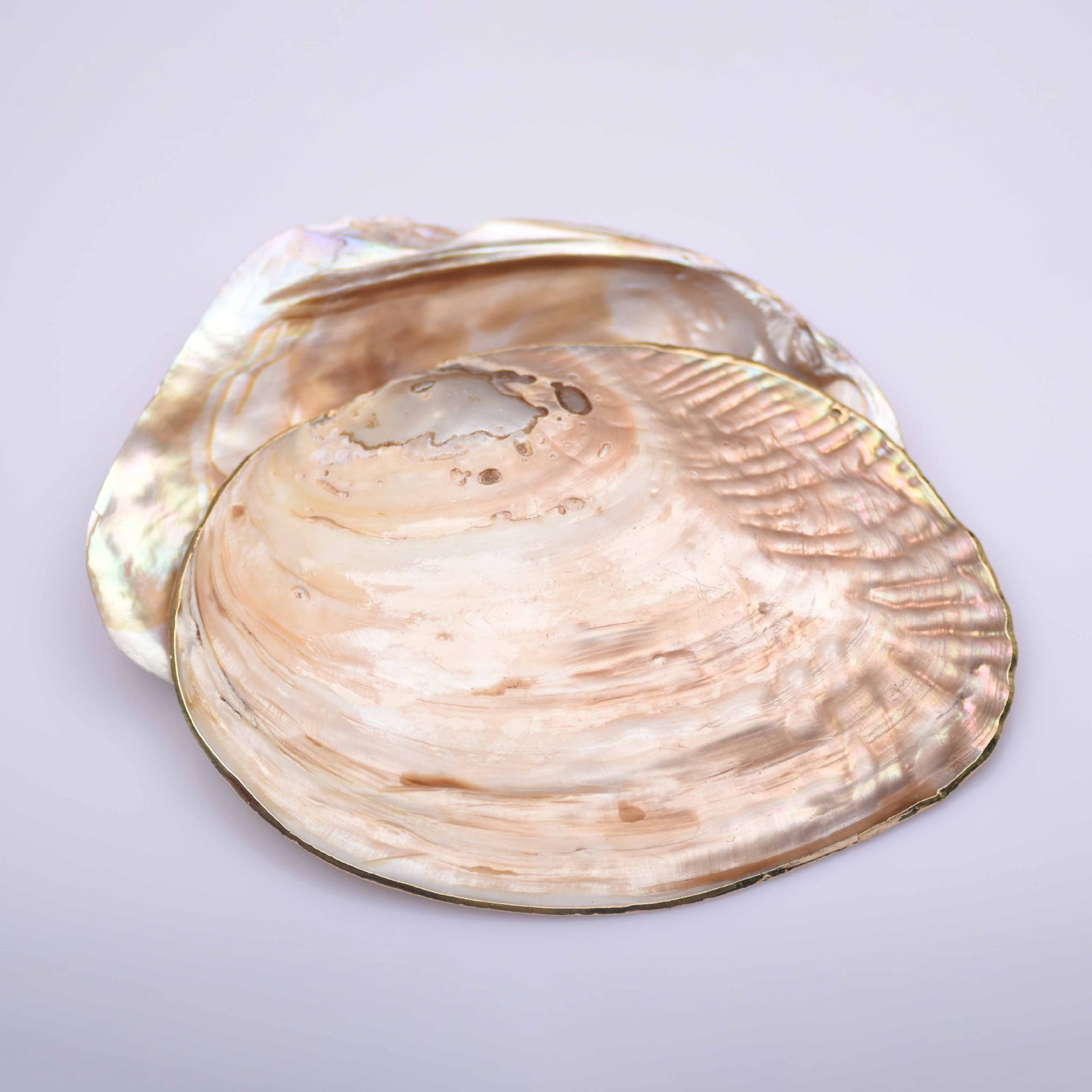 Natural 7X12cm Raw Shell Freshwater Pearl Oyster Shell Mussel Shell Aquarium Landscape Crafts