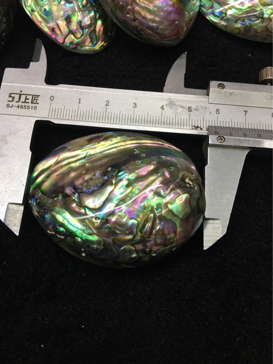 wholesale 50-65mm large sizes green abalone shells paua shell from abalones