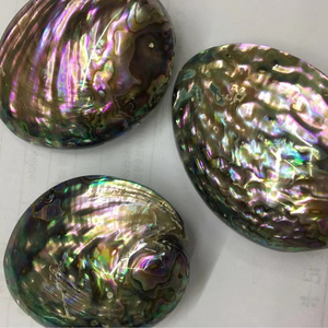 wholesale 50-65mm large sizes green abalone shells paua shell from abalones