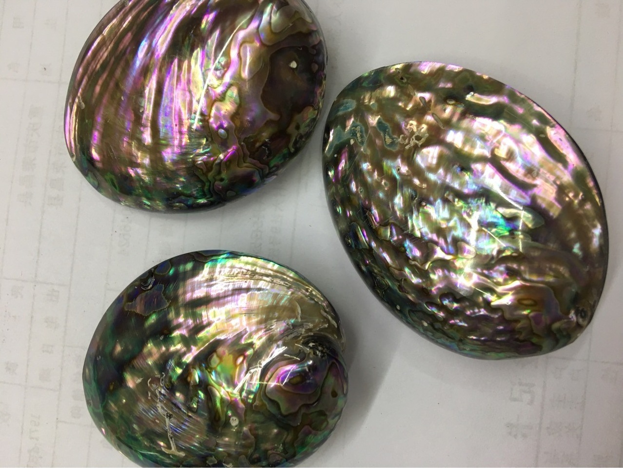 wholesale 50-65mm large sizes green abalone shells paua shell from abalones