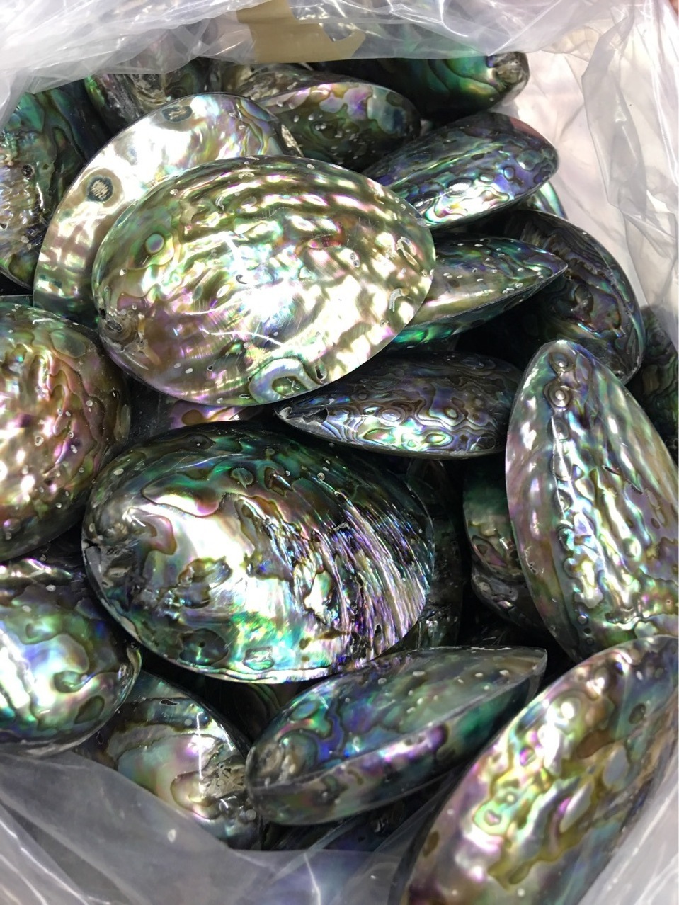 wholesale 50-65mm large sizes green abalone shells paua shell from abalones