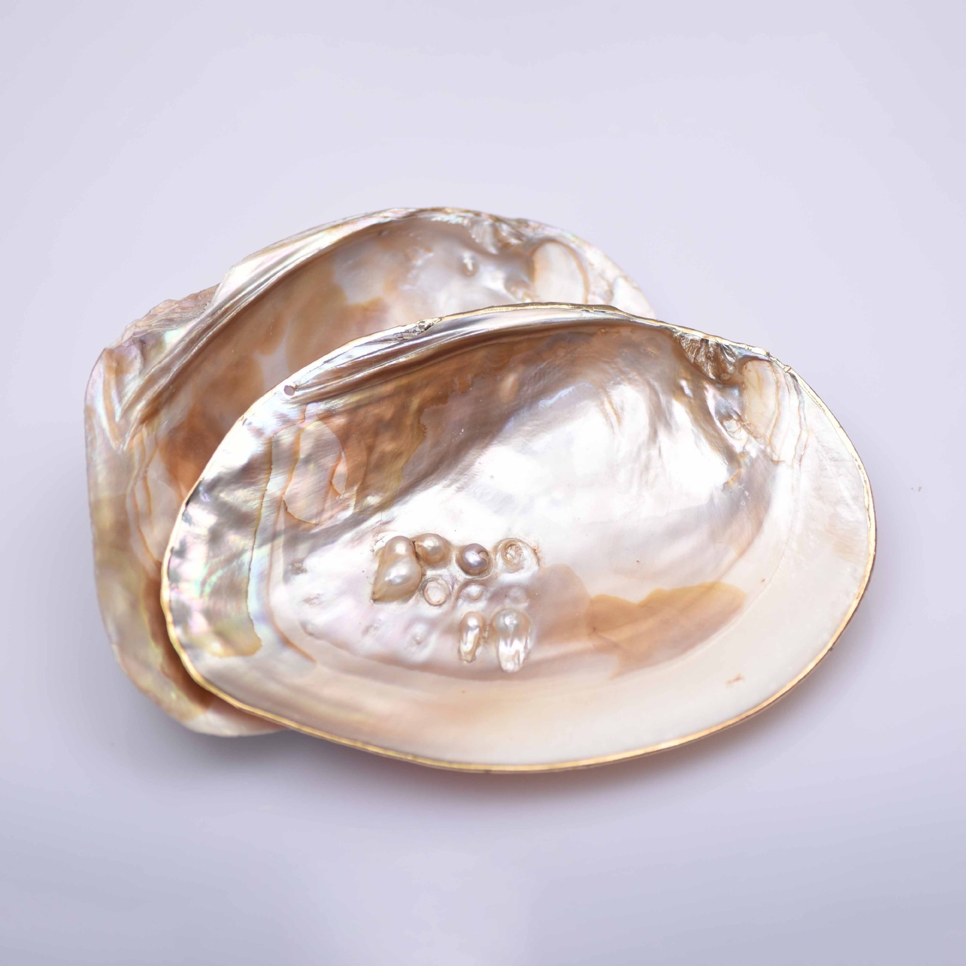 Natural 7X12cm Raw Shell Freshwater Pearl Oyster Shell Mussel Shell Aquarium Landscape Crafts