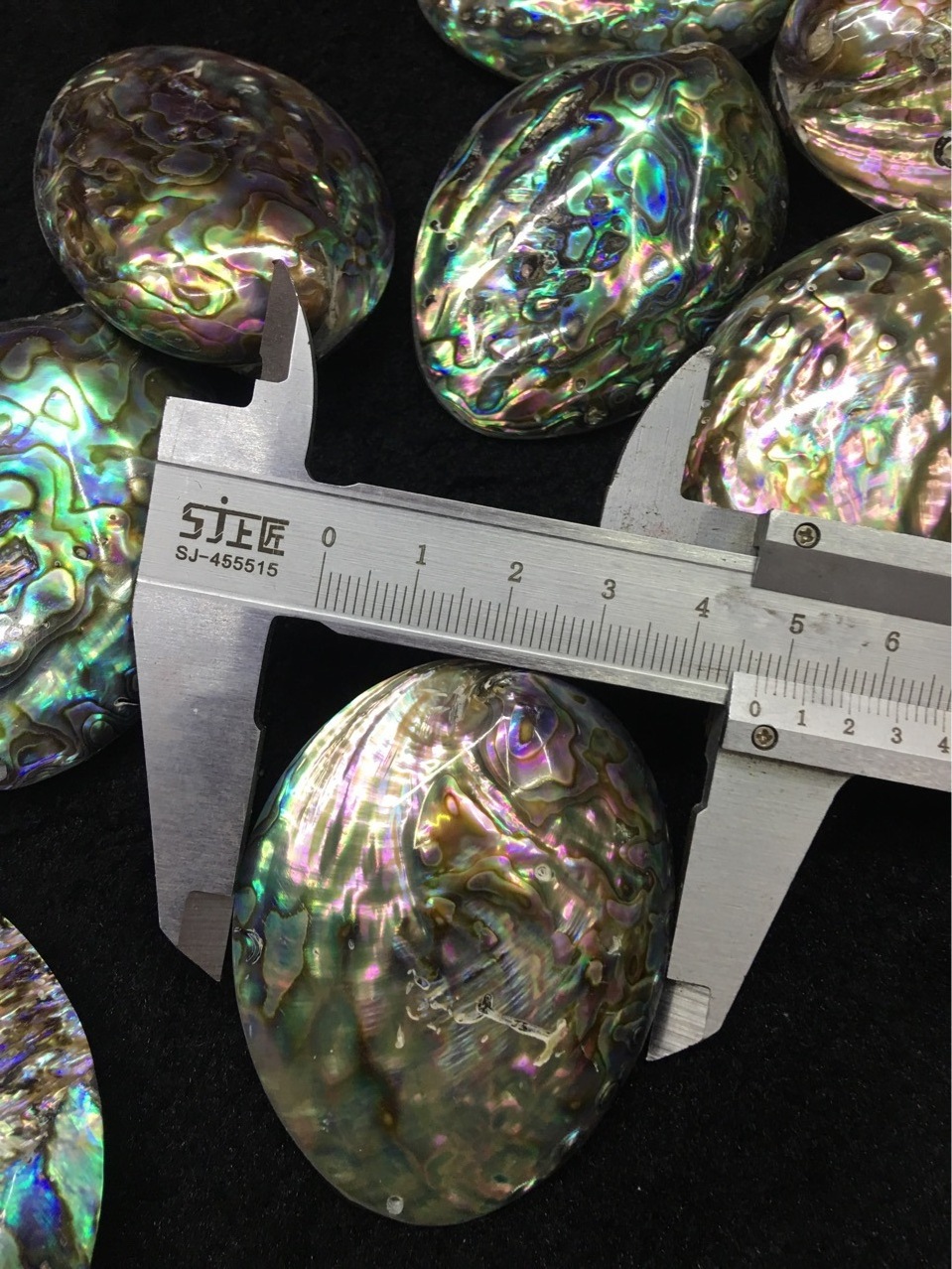 wholesale 50-65mm large sizes green abalone shells paua shell from abalones