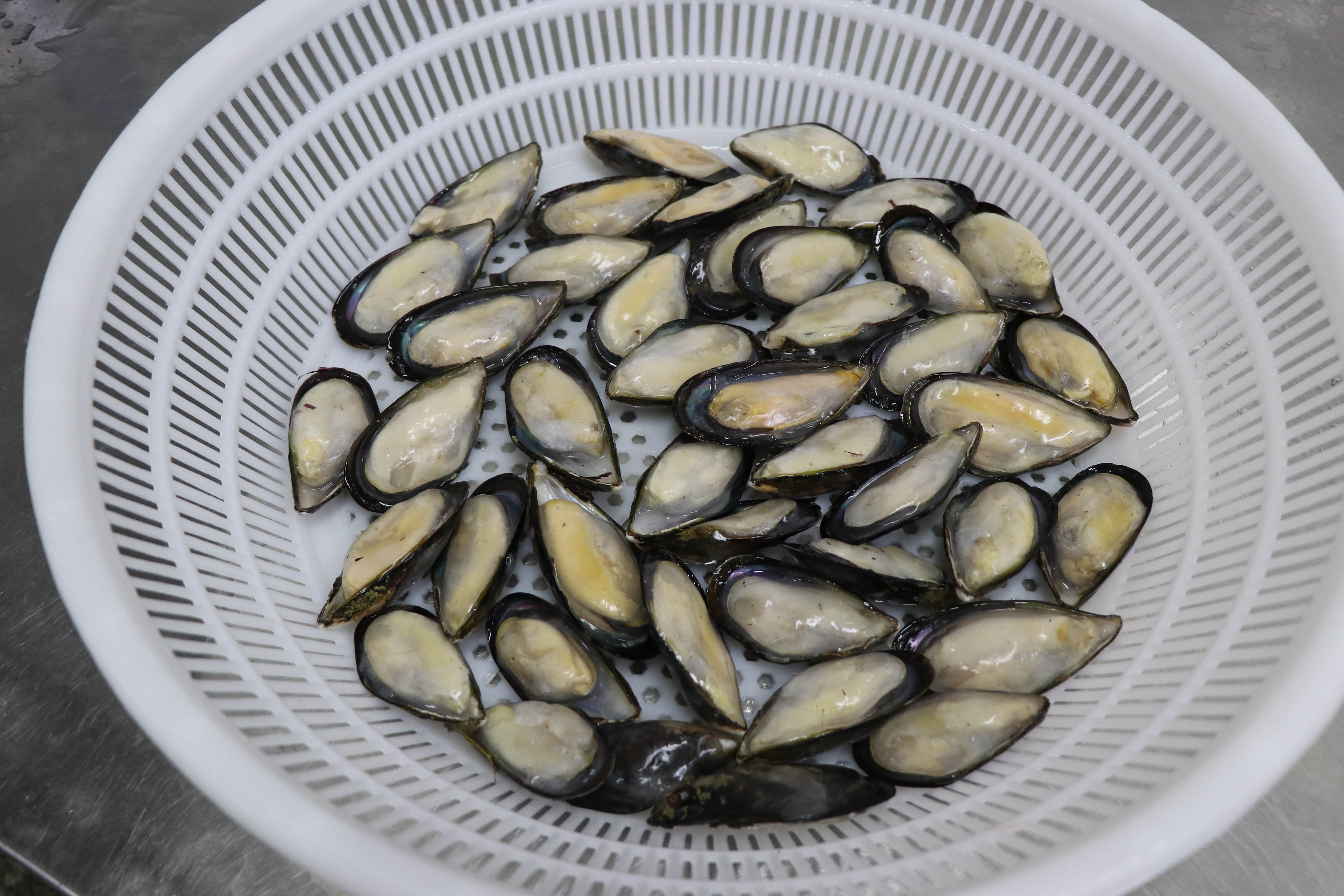 Seafood Importers Mussels In Shellfish Import Export Frozen Seafood High Quality Frozen Half Shell Mussel