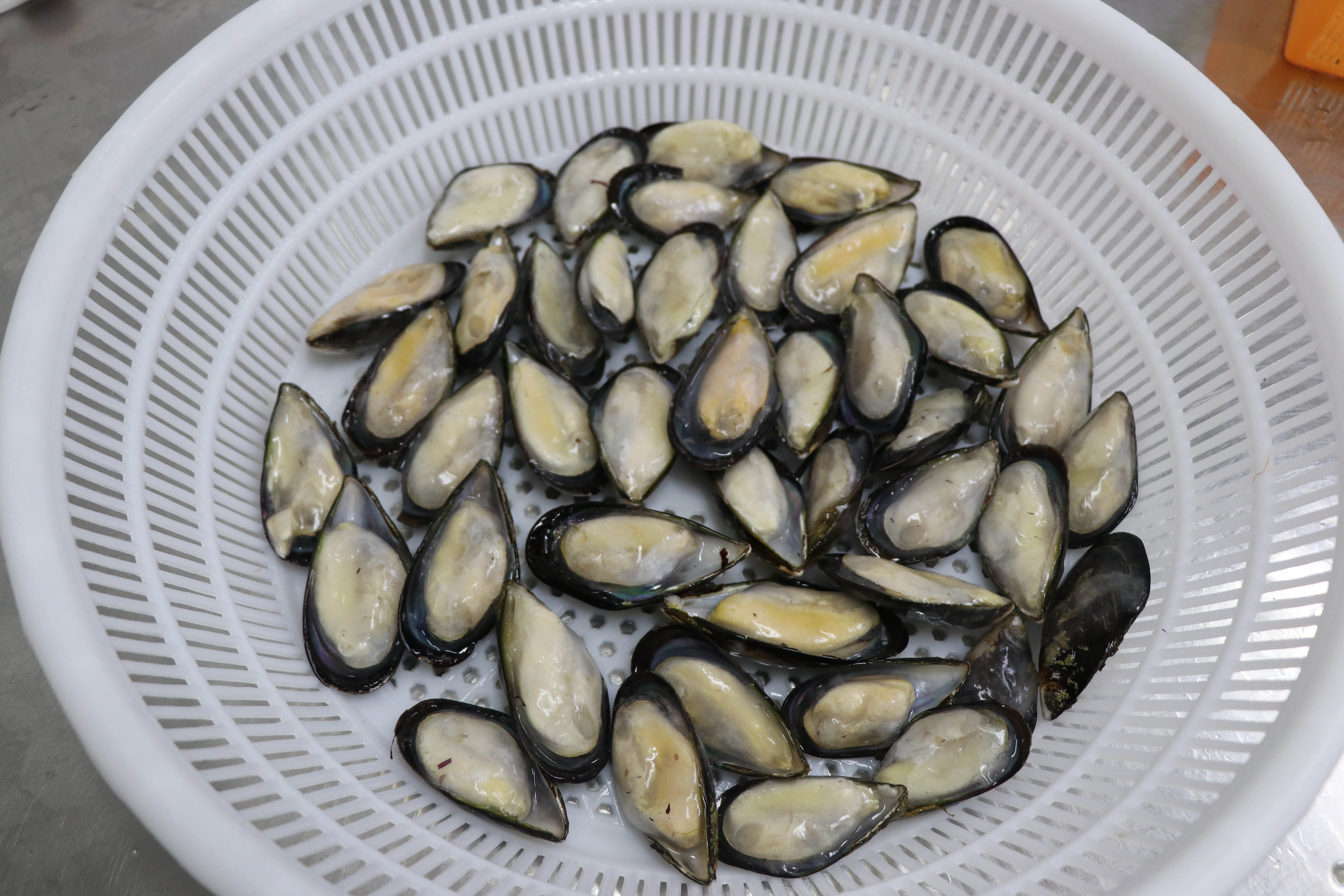 Seafood Importers Mussels In Shellfish Import Export Frozen Seafood High Quality Frozen Half Shell Mussel