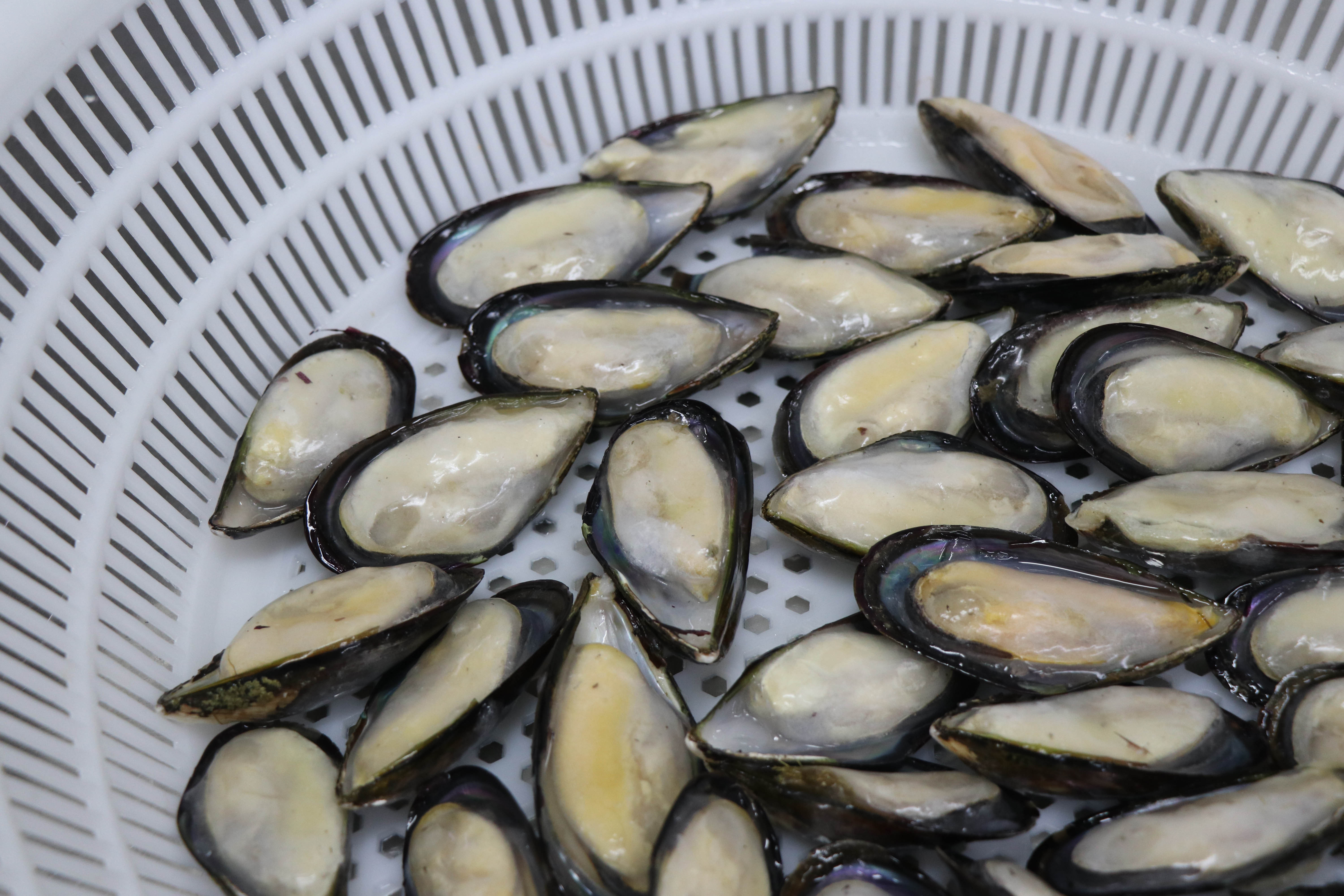 Seafood Importers Mussels In Shellfish Import Export Frozen Seafood High Quality Frozen Half Shell Mussel