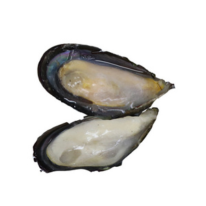 Seafood Importers Mussels In Shellfish Import Export Frozen Seafood High Quality Frozen Half Shell Mussel